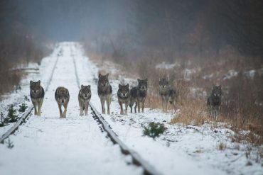 Twórczość Olgi Tokarczuk