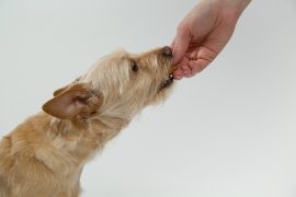 Pies je karmę z ręki