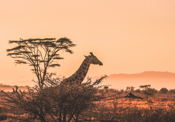 Żyrafa w Kenii
