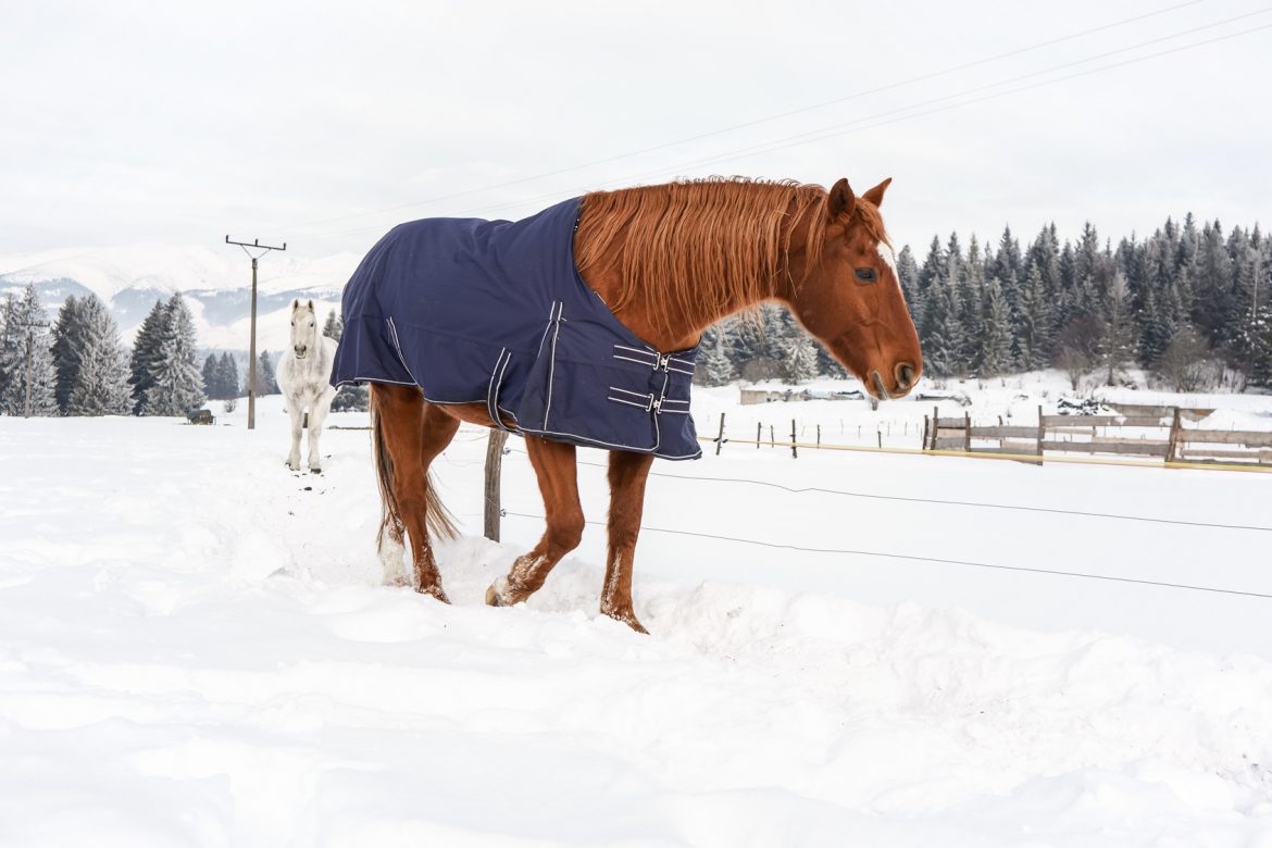 Koń okryty derką na zimę