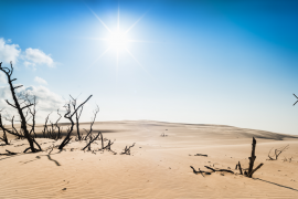 Słońce na pustyni - widok na uschnięte drzewa