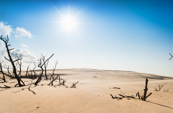 Słońce na pustyni - widok na uschnięte drzewa