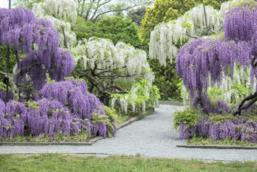 wisteria