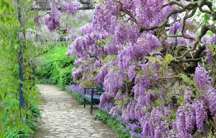 wisteria fioletowa