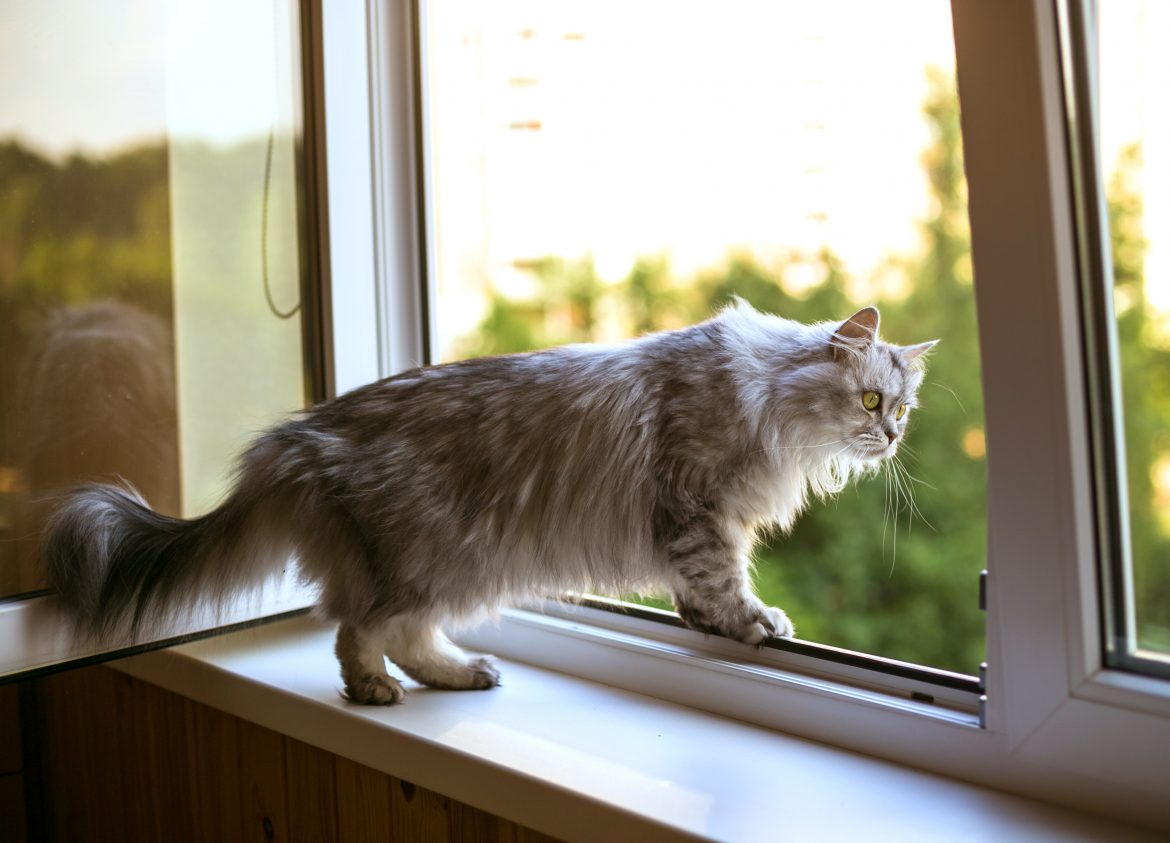 kot wyglądający przez niezabezpieczone okno