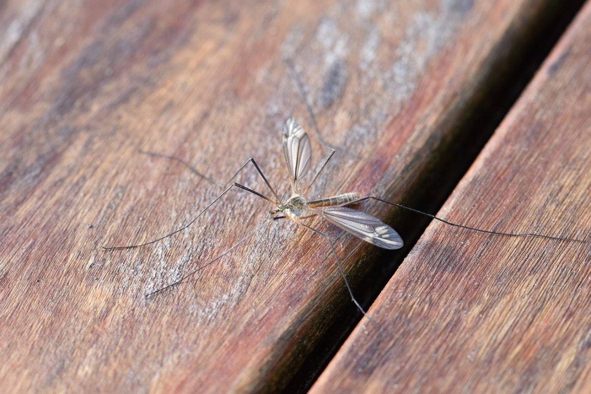 komar na ławce
