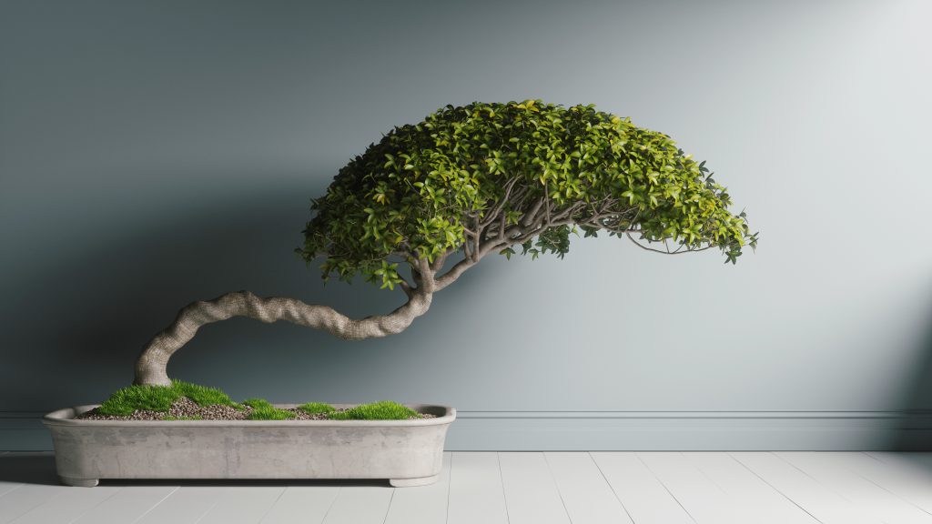 bonsai